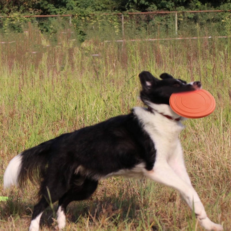 Chewable Soft Rubber Flying Di - Flying Disc Dog Training Toy review and price